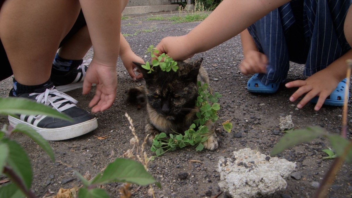 人と猫と自然の共生を映し出すドキュメンタリー映画『五香宮の猫』本予告解禁　ほしよりこ、小林聡美らのコメントも到着