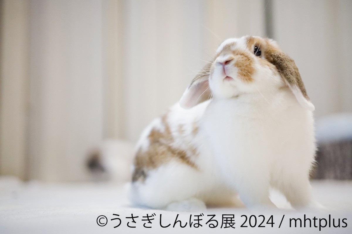  240815_「うさぎしんぼる展 2024」