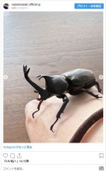 オスのカブちゃん　※「佐々木希」インスタグラム