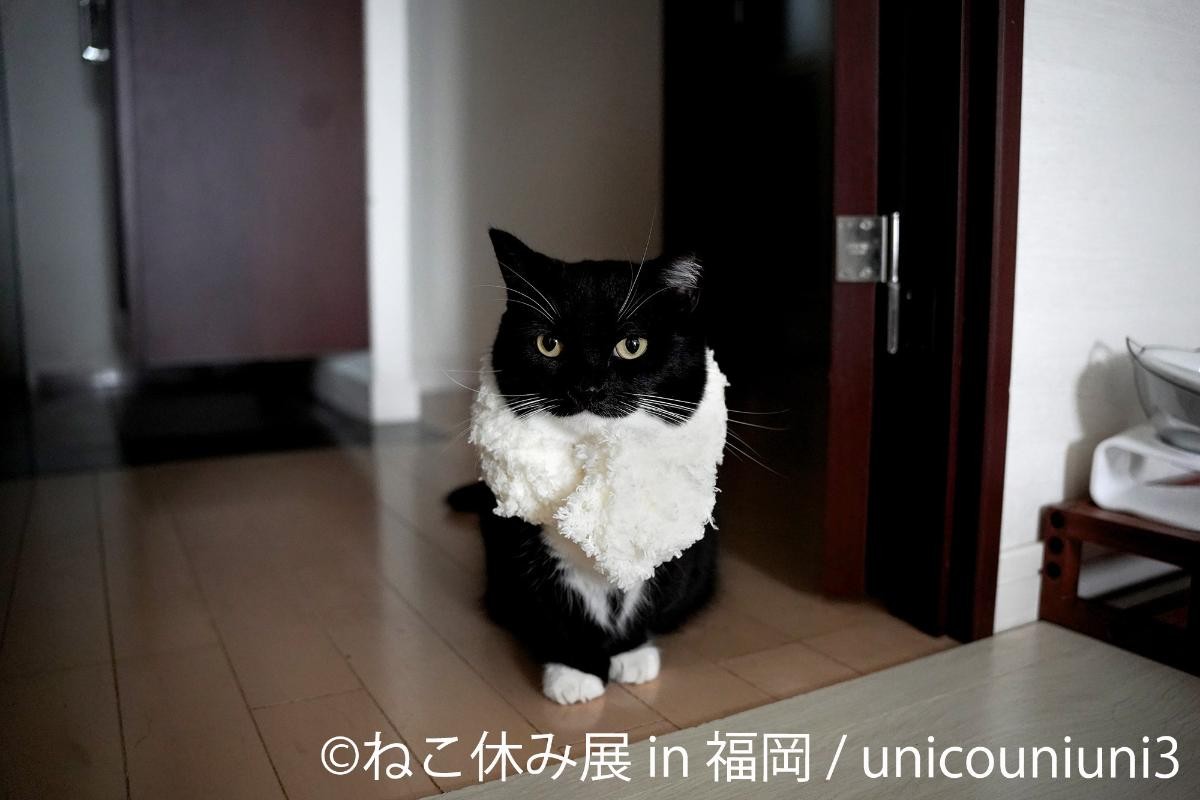 20241118「ねこ休み展 2024－25 in 福岡」