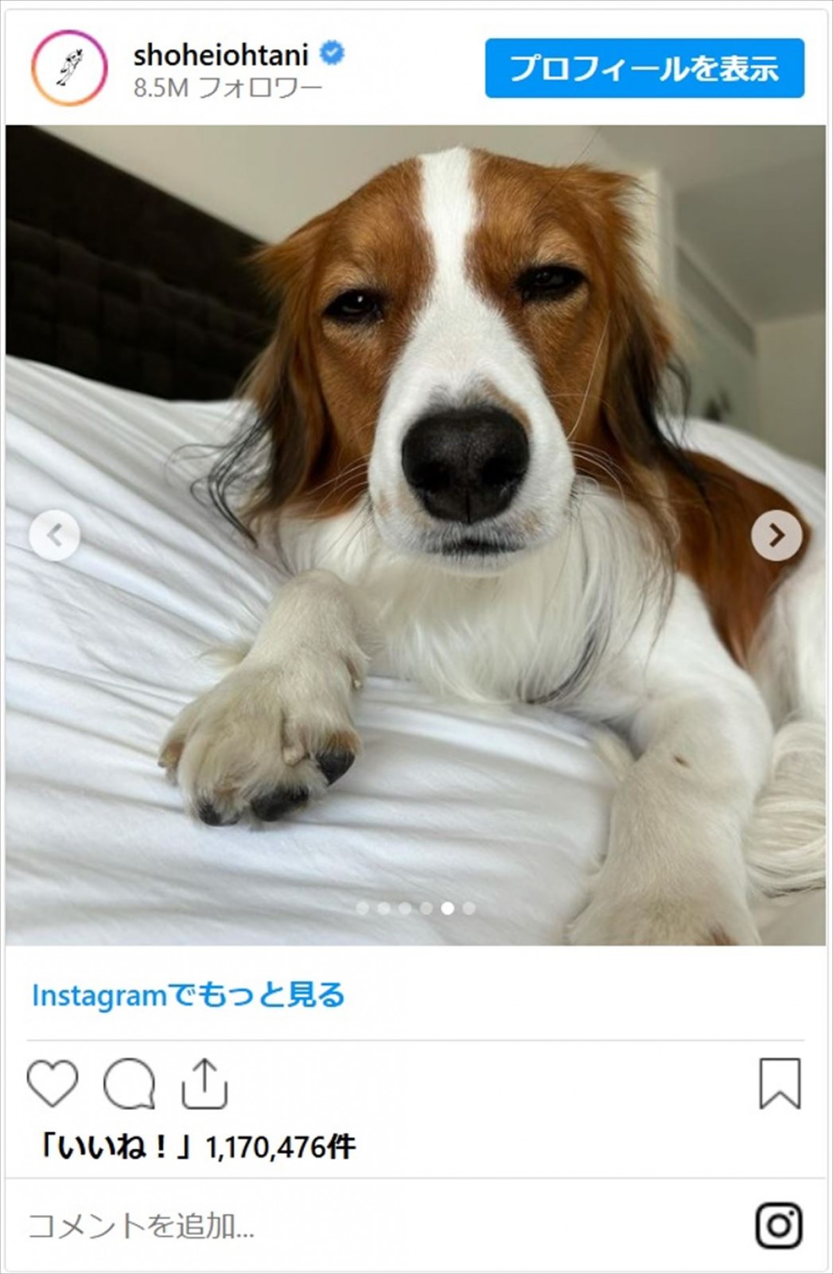 大谷翔平の愛犬・デコピンのかわいすぎ最新ショットに「癒しのデコピン」「デコくんもお疲れさま」