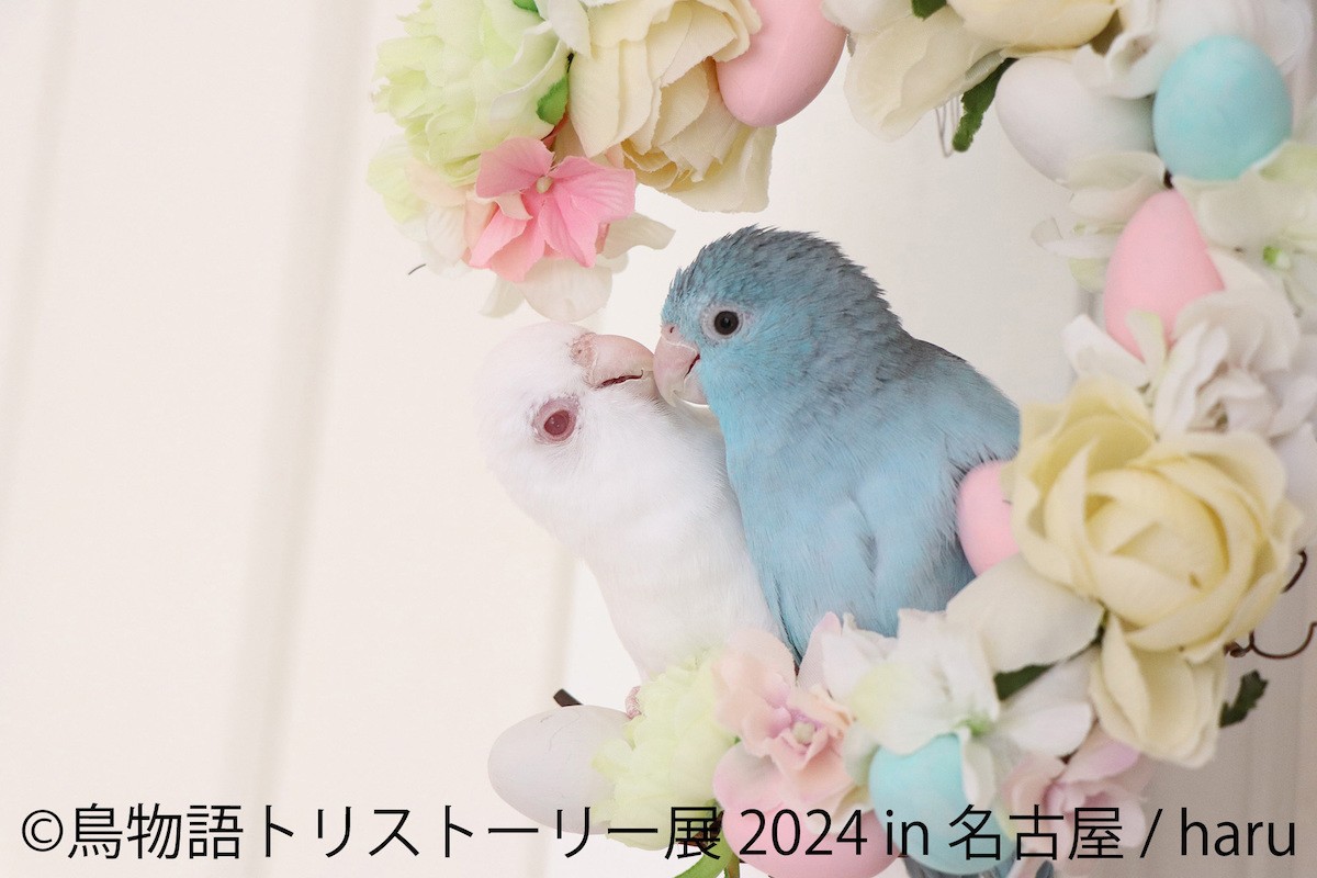 240408_鳥物語トリストーリー展