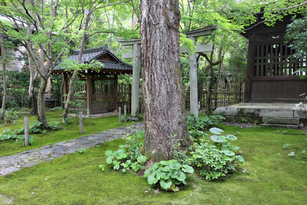 「蓮華寺」【二次使用NG】