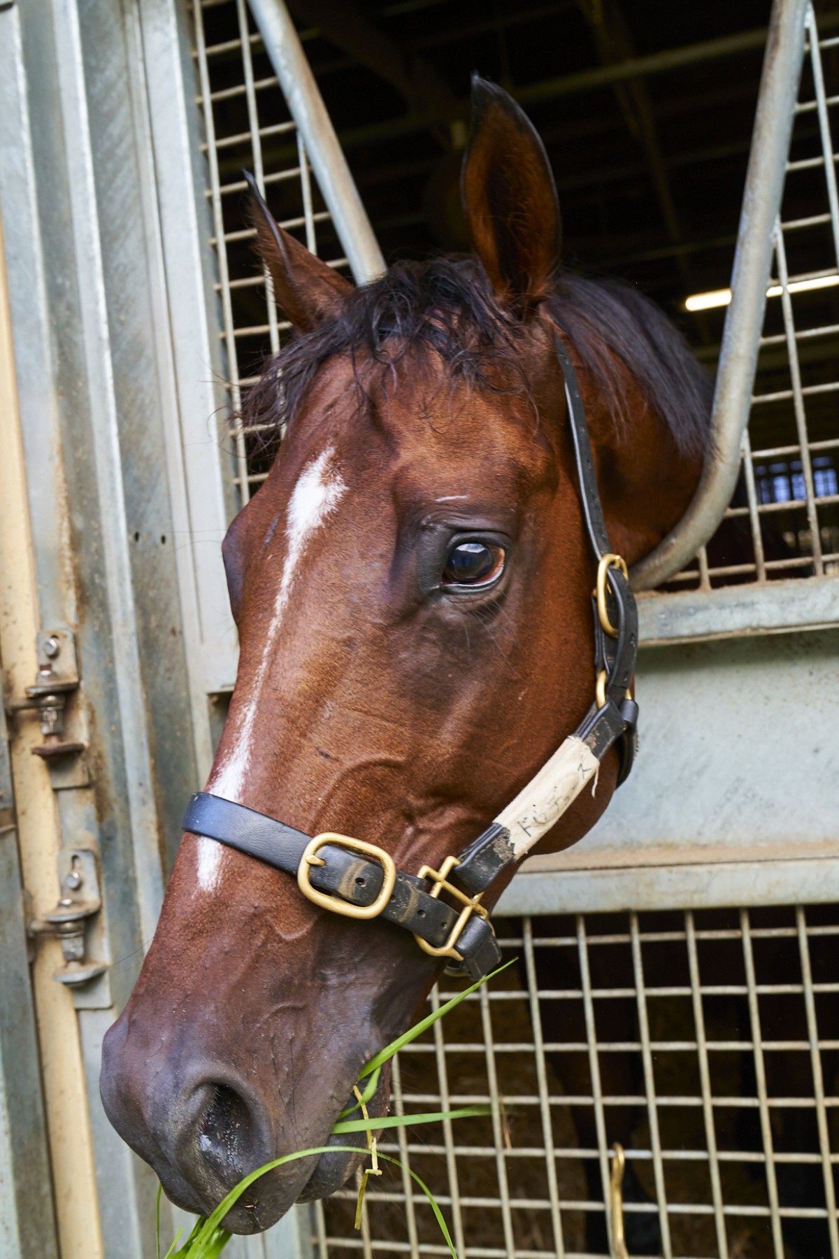 現役人気No.1競走馬ドウデュース、撮り下ろし写真集　普段見られない「美しい瞬間」を追求