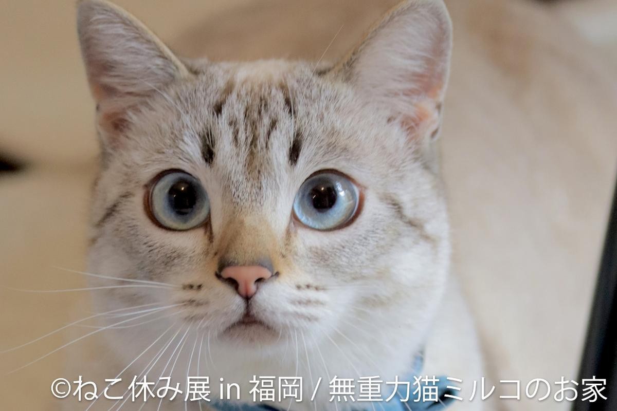 20241118「ねこ休み展 2024－25 in 福岡」