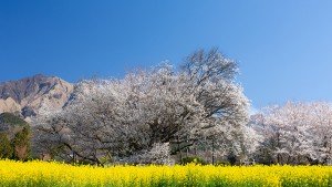 20240308「じゃらん 会いに行きたい一本桜ランキング」