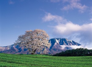 20240308「じゃらん 会いに行きたい一本桜ランキング」