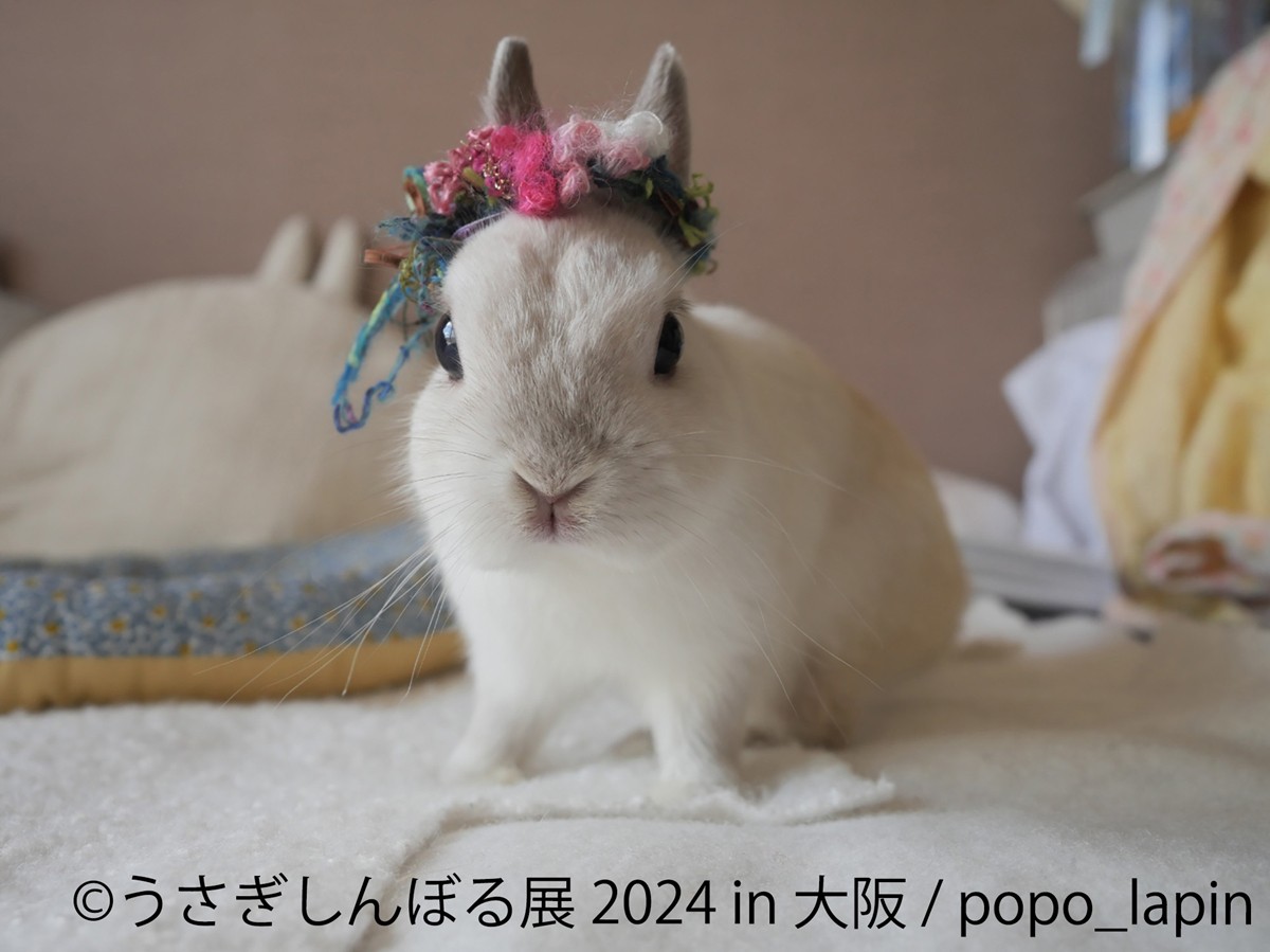 20240425「うさぎしんぼる展 2024 in 大阪」