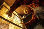 映画『プー２ あくまのくまさんとじゃあくななかまたち』場面写真