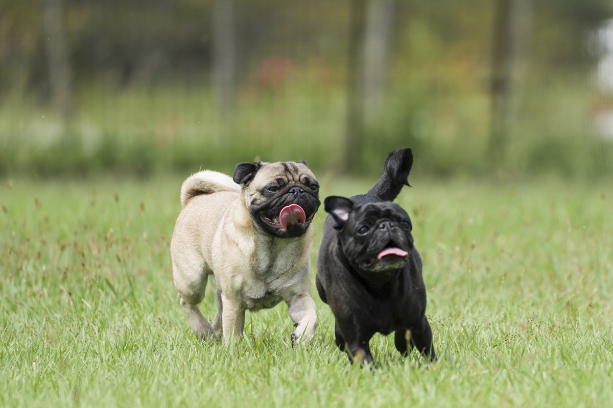20240229「愛犬と一緒にお出かけできるスポット10選」