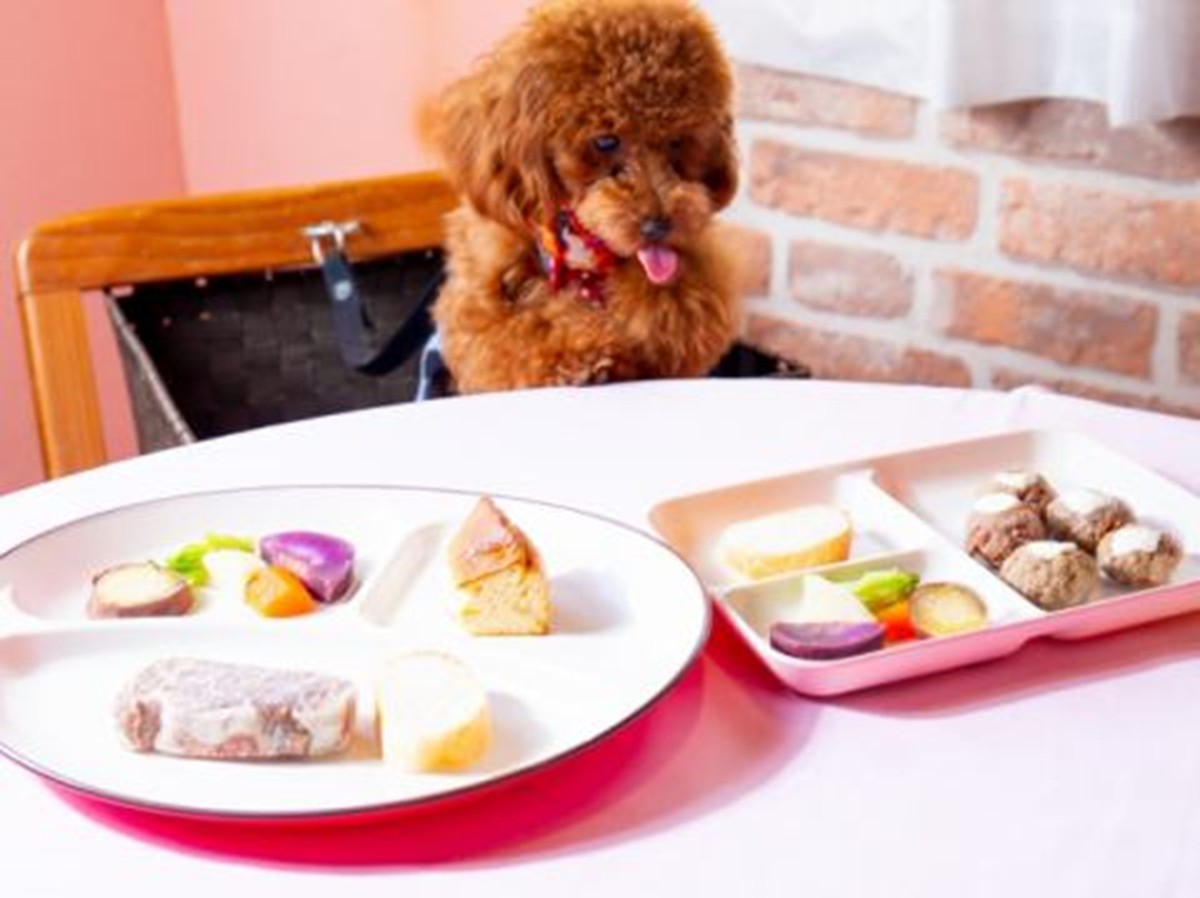 20240229「愛犬と一緒にお出かけできるスポット10選」
