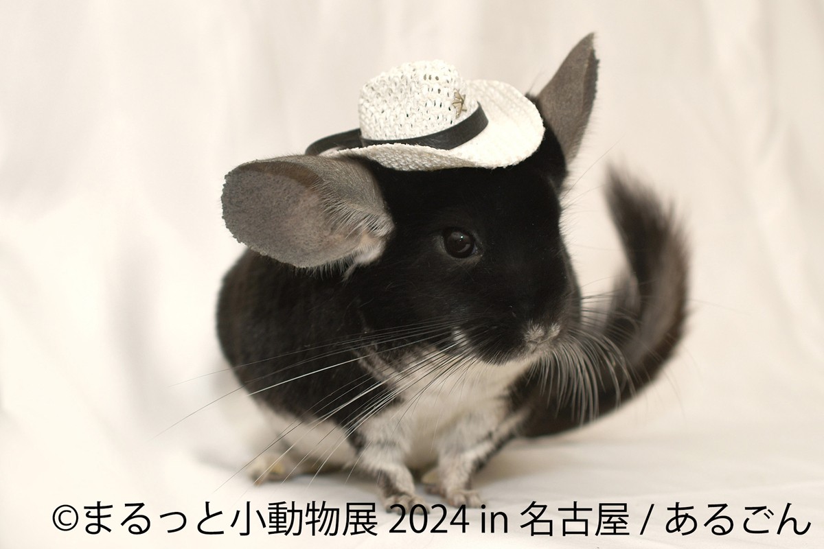 20240209「まるっと小動物展 2024 in 名古屋」