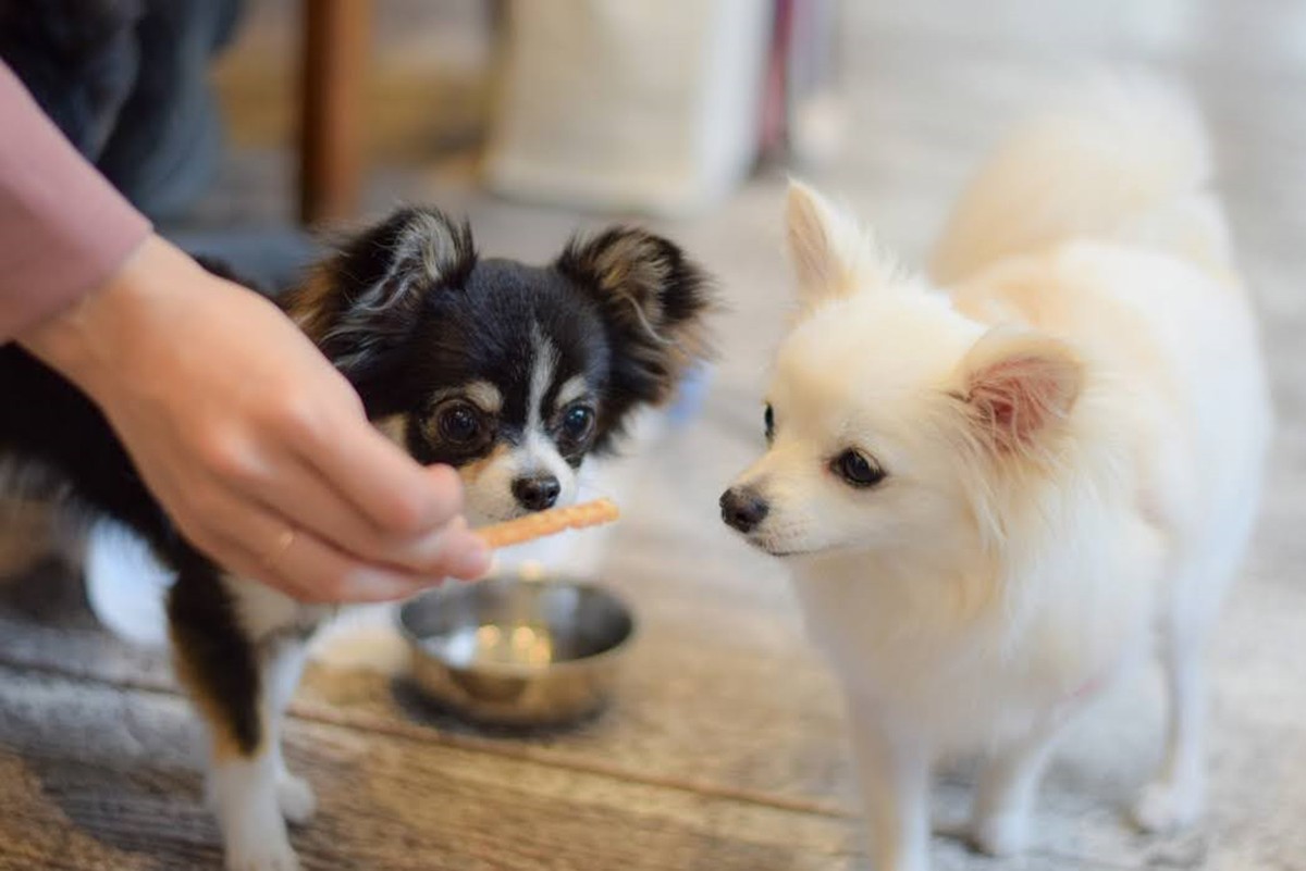 20240308「Grande Private Dog Resort Hitachi」
