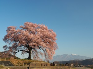 20240308「じゃらん 会いに行きたい一本桜ランキング」