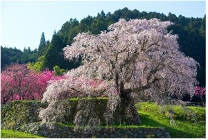 20240308「じゃらん 会いに行きたい一本桜ランキング」