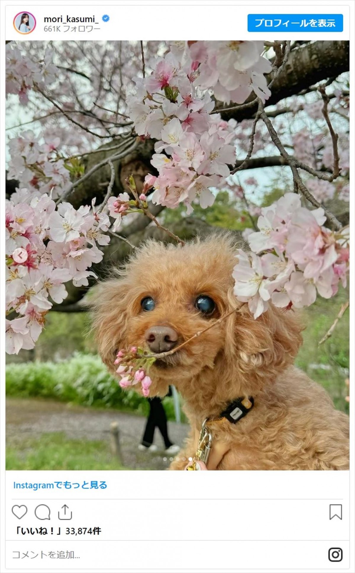 森香澄、ピンクの私服でお花見満喫　かわいすぎる姿にファン「桜に目がいかん」「超最強激かわ!!癒しの写真!!」