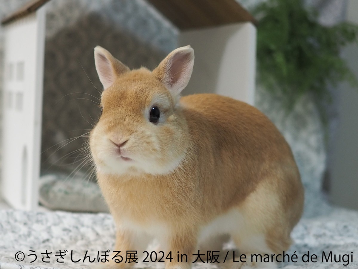 20240425「うさぎしんぼる展 2024 in 大阪」