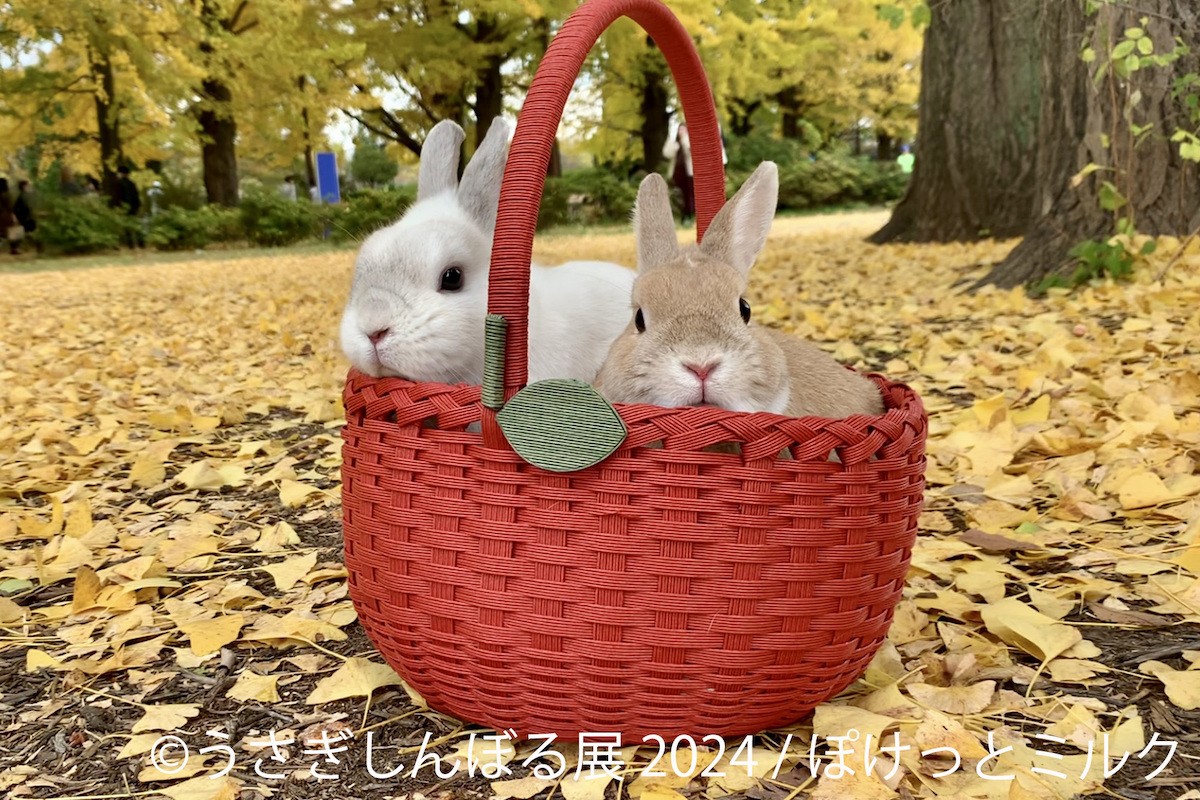  240815_「うさぎしんぼる展 2024」