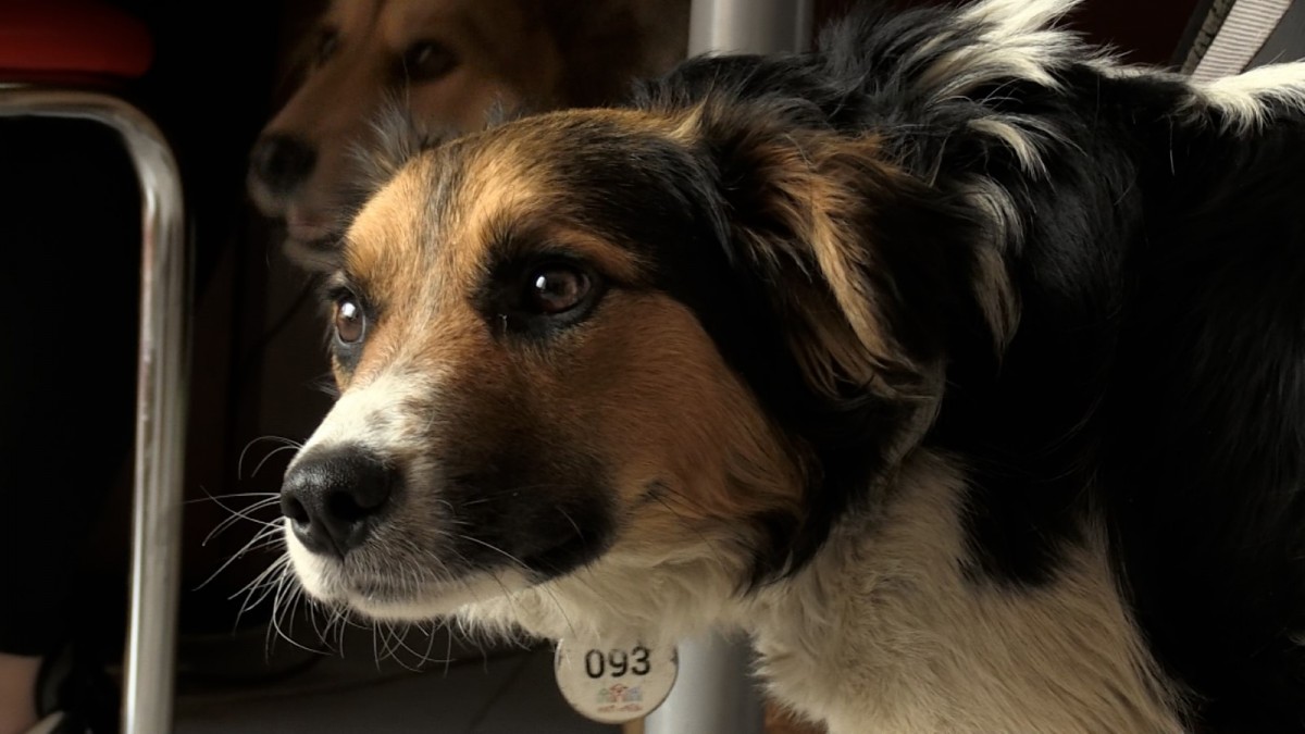 日本人監督が戦禍で撮影した新作ドキュメンタリー　『犬と戦争　ウクライナで私が見たこと』ポスター＆予告解禁