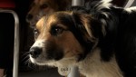 映画『犬と戦争　ウクライナで私が見たこと』場面写真
