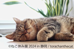 「ねこ休み展」静岡で3年ぶりの開催へ！　ねこ×スイーツをモチーフにしたグッズの販売も