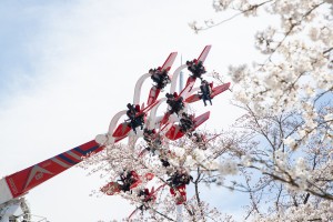 20240312「さがみ湖桜まつり」