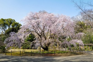 20240308「じゃらん 会いに行きたい一本桜ランキング」