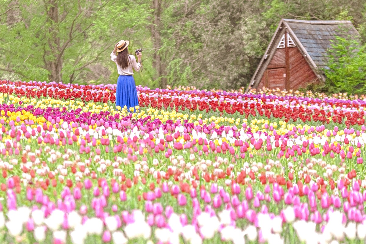 広島・世羅高原農場で「チューリップ祭」開催へ！　200品種75万本が咲き誇る