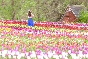 広島・世羅高原農場で「チューリップ祭」開催へ！　200品種75万本が咲き誇る