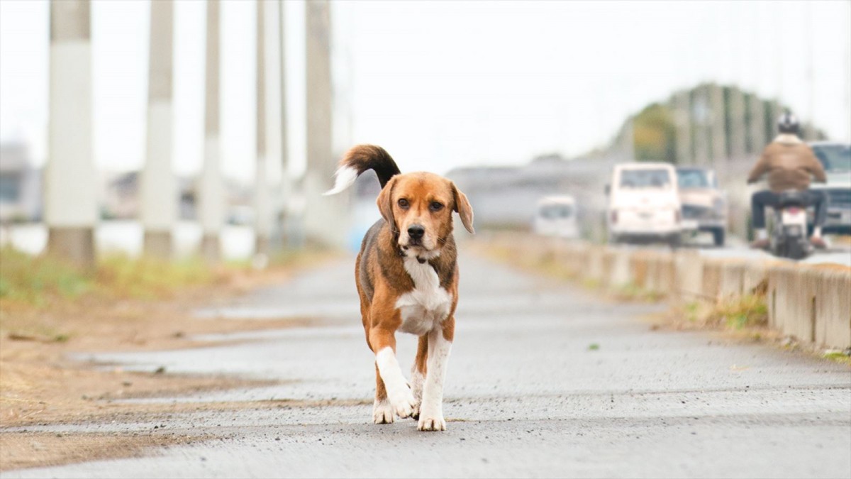 ある保護犬の感動の実話『石岡タロー』3.29東京公開決定！　ヒロイン・渡辺美奈代らからコメント到着