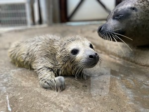 東武動物公園に“ゴマフアザラシ”の赤ちゃん誕生！　名前募集＆バックヤード一般公開も決定