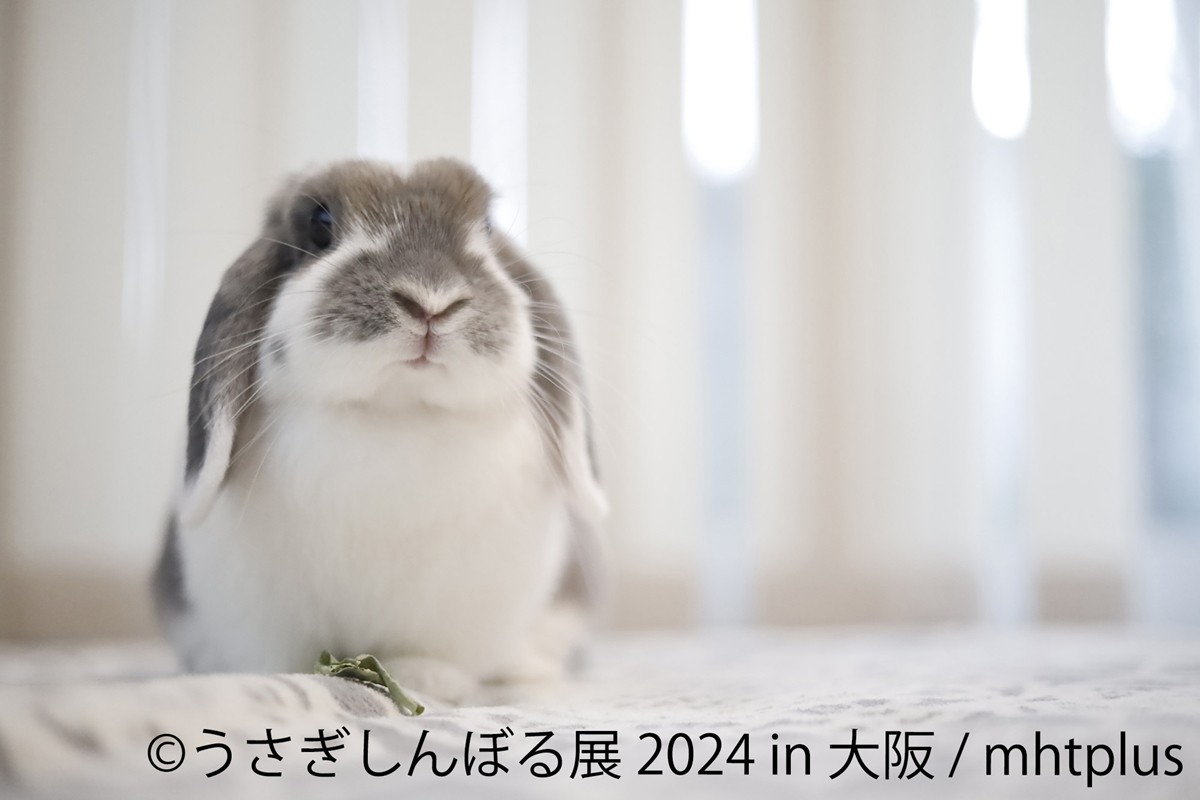 20240425「うさぎしんぼる展 2024 in 大阪」