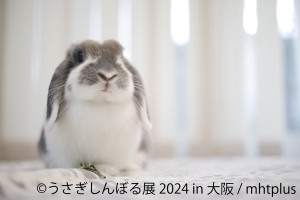20240425「うさぎしんぼる展 2024 in 大阪」