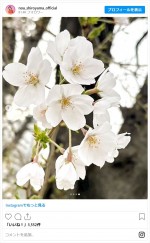 白山乃愛が撮影した満開の桜　※「白山乃愛」インスタグラム