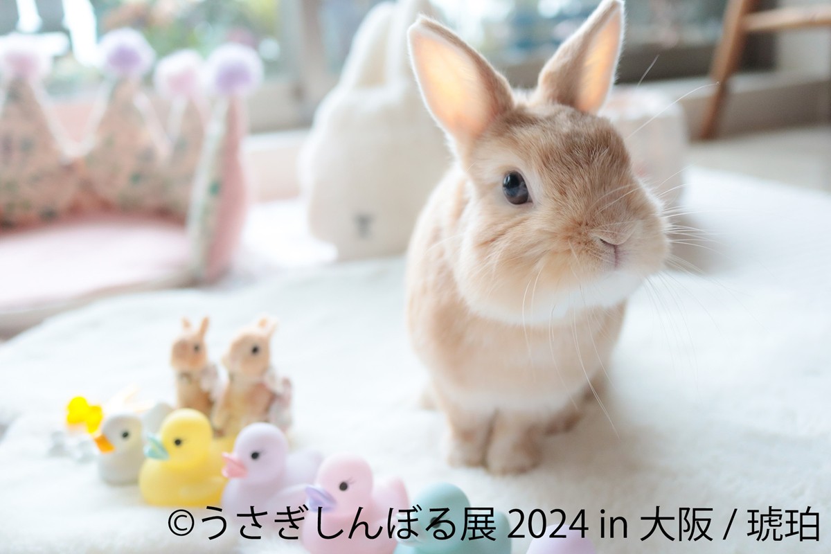 20240425「うさぎしんぼる展 2024 in 大阪」