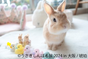 20240425「うさぎしんぼる展 2024 in 大阪」