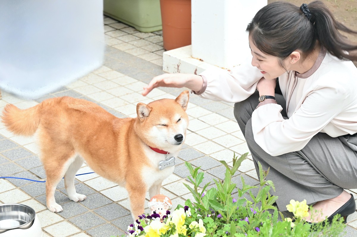 『花咲舞が黙ってない』第4話　“舞”今田美桜、元カレのピンチに“相馬”山本耕史とともに立ち上がる