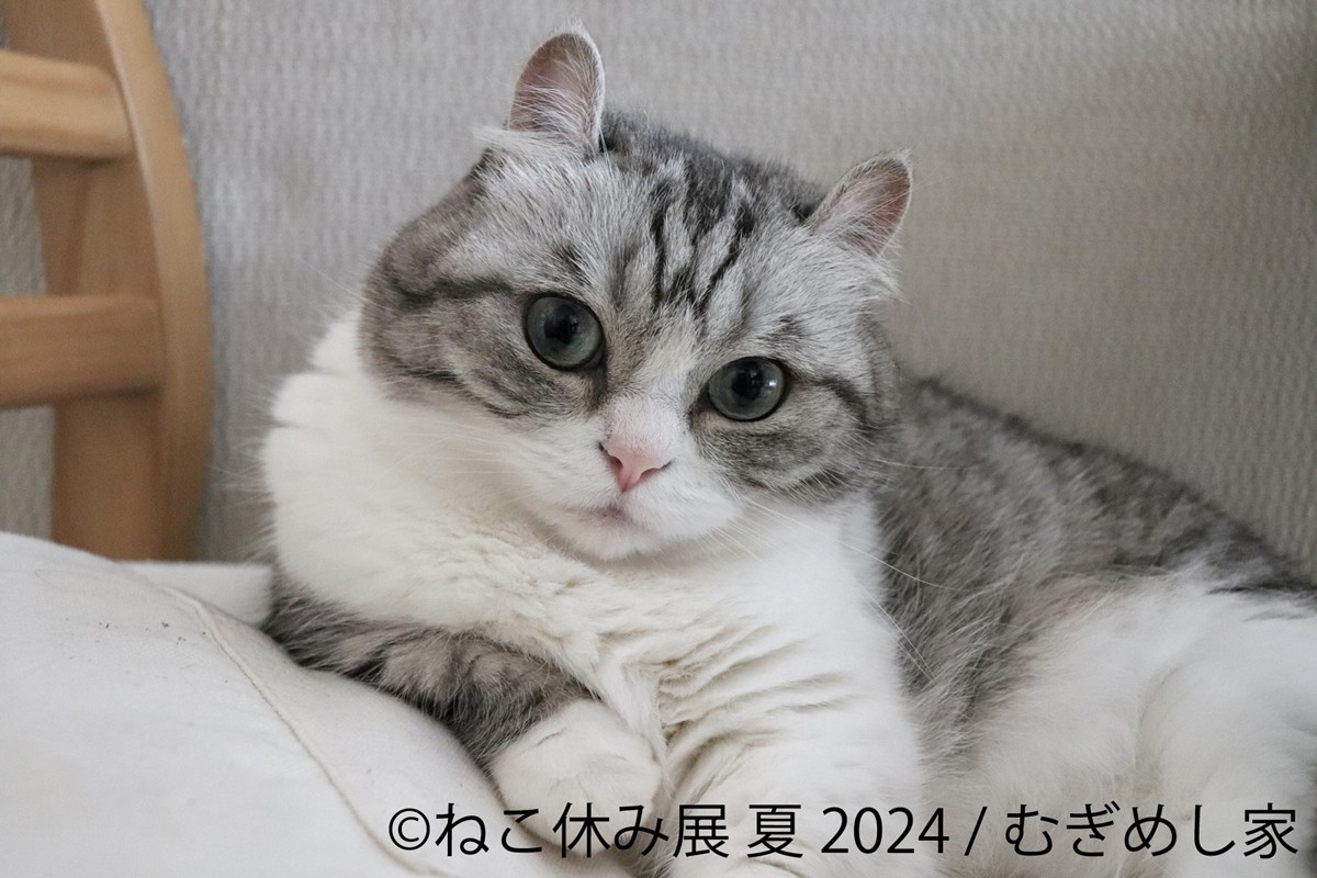 20240704「ねこ休み展 夏2024」