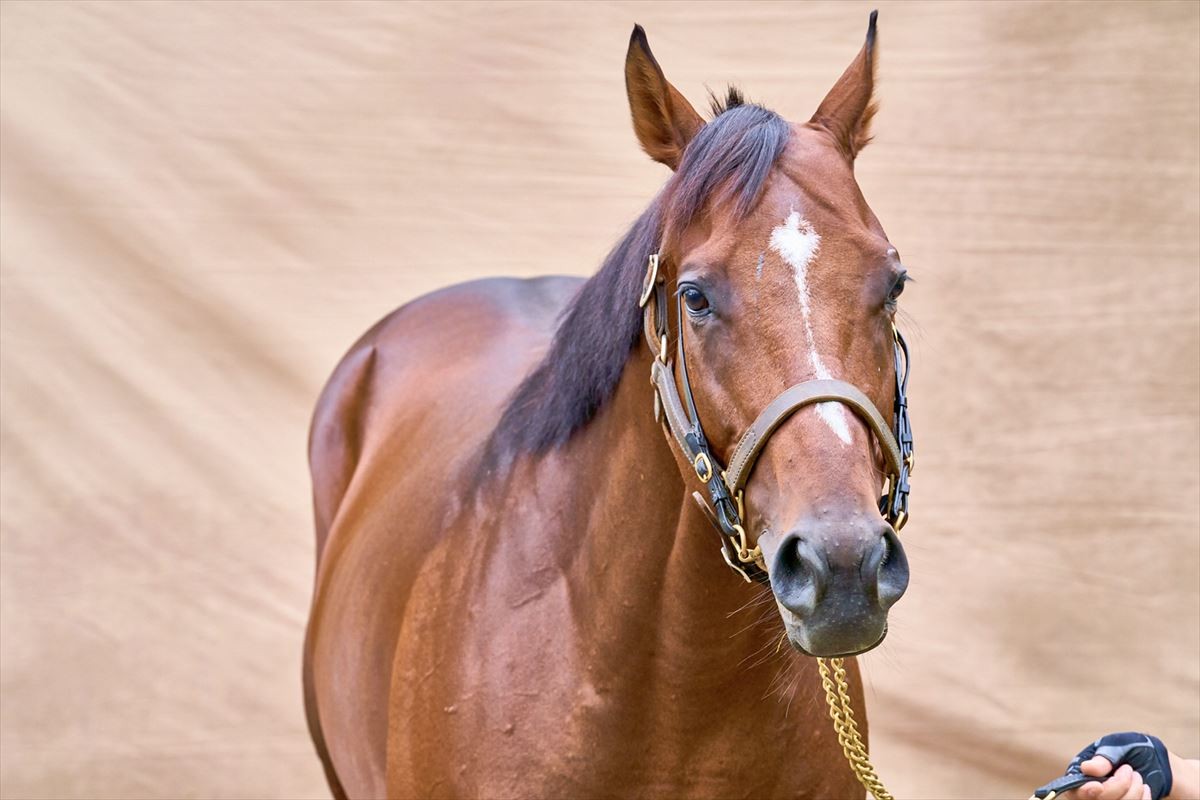 現役人気No.1競走馬ドウデュース、撮り下ろし写真集　普段見られない「美しい瞬間」を追求