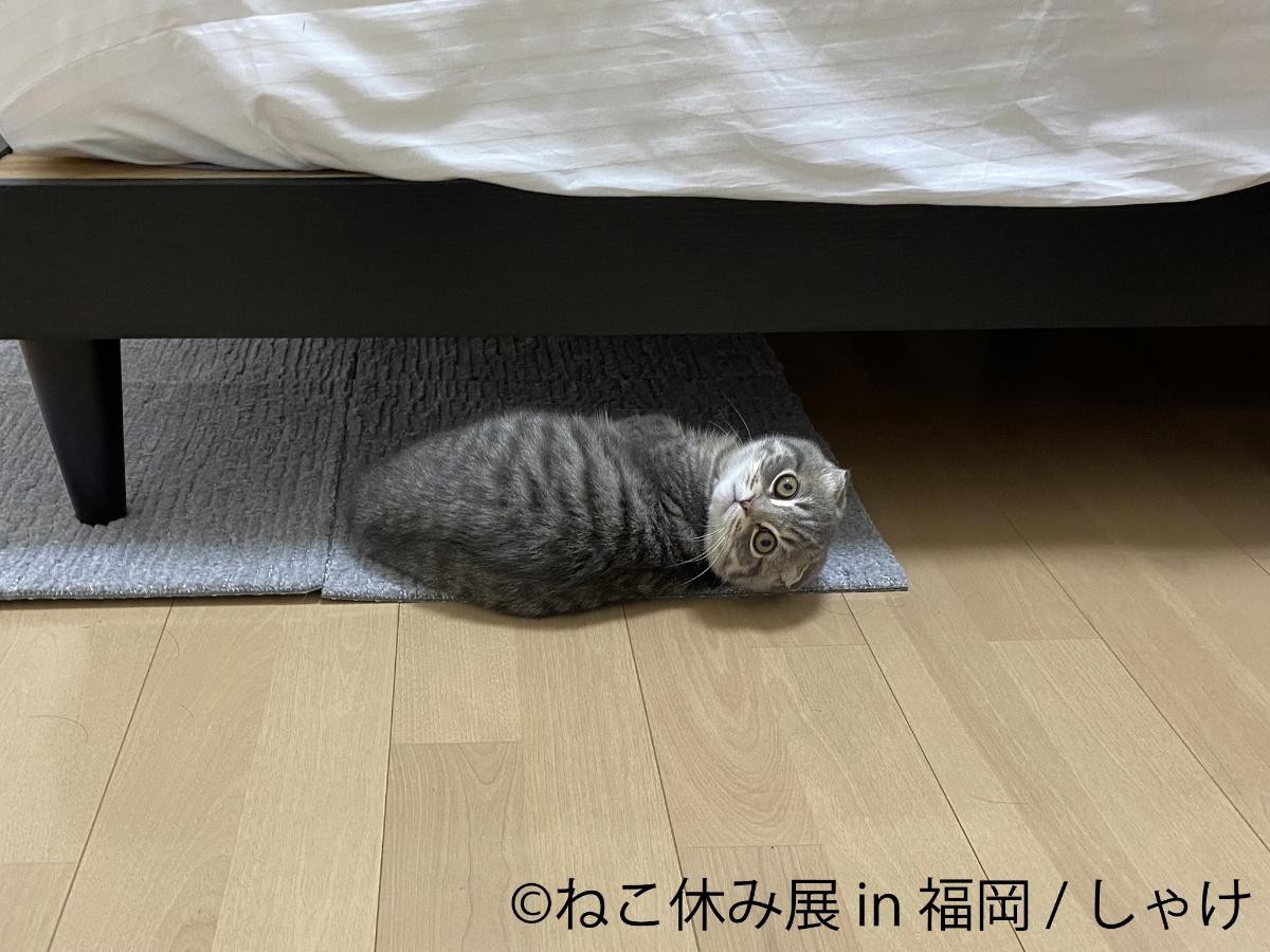 20241118「ねこ休み展 2024－25 in 福岡」