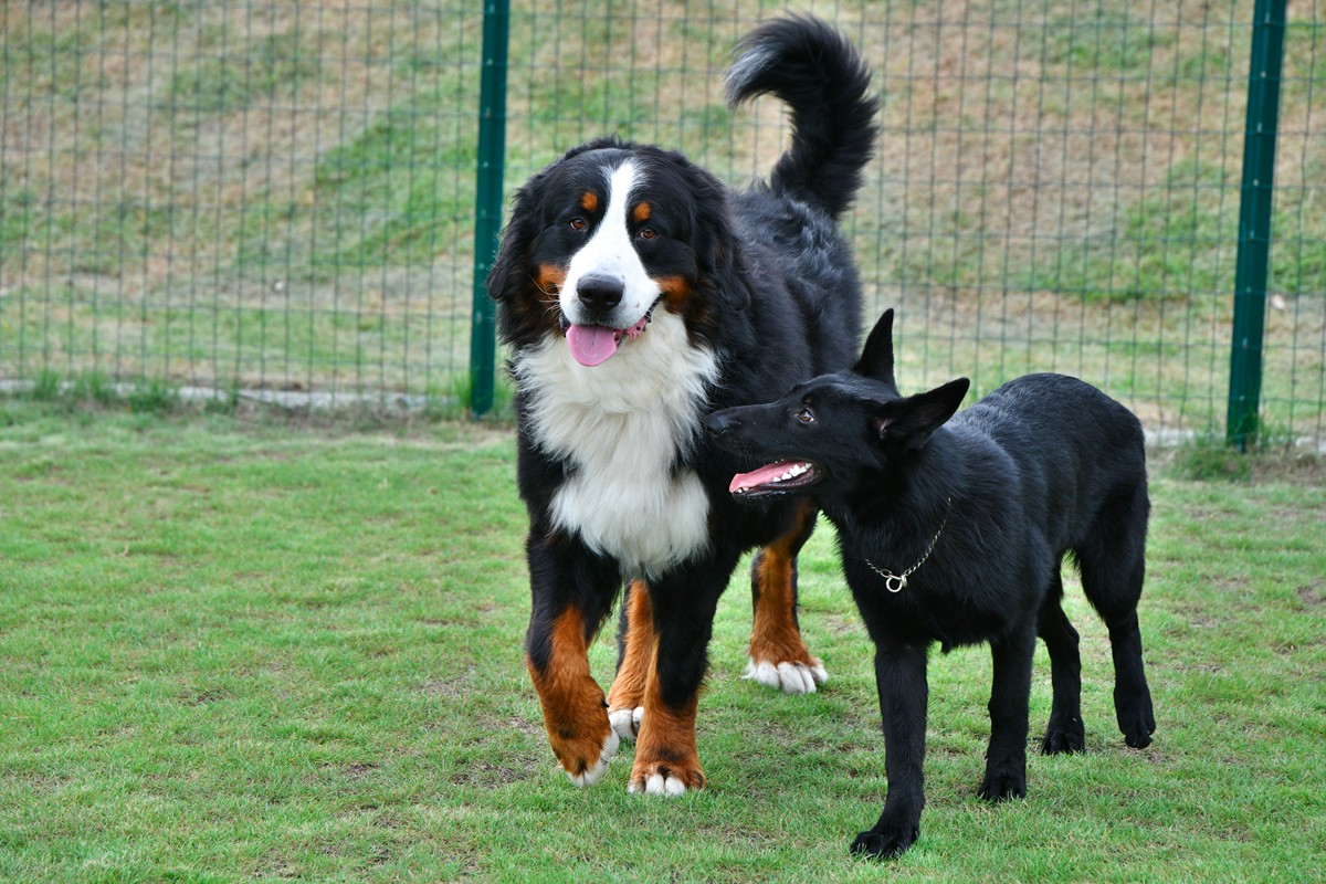 20240229「愛犬と一緒にお出かけできるスポット10選」
