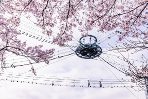 20240312「さがみ湖桜まつり」