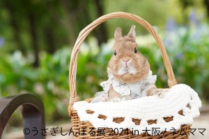 20240425「うさぎしんぼる展 2024 in 大阪」