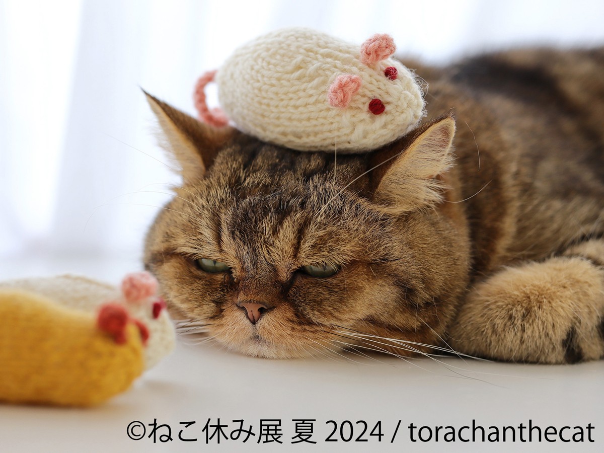 20240704「ねこ休み展 夏2024」