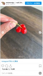 JP、さくらんぼの収穫で“自然の奇跡”を発見　※「JP（ものまね芸人）」インスタグラム