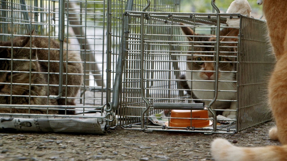 人と猫と自然の共生を映し出すドキュメンタリー映画『五香宮の猫』本予告解禁　ほしよりこ、小林聡美らのコメントも到着