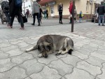 映画『犬と戦争ウクライナで私が見たこと』場面写真
