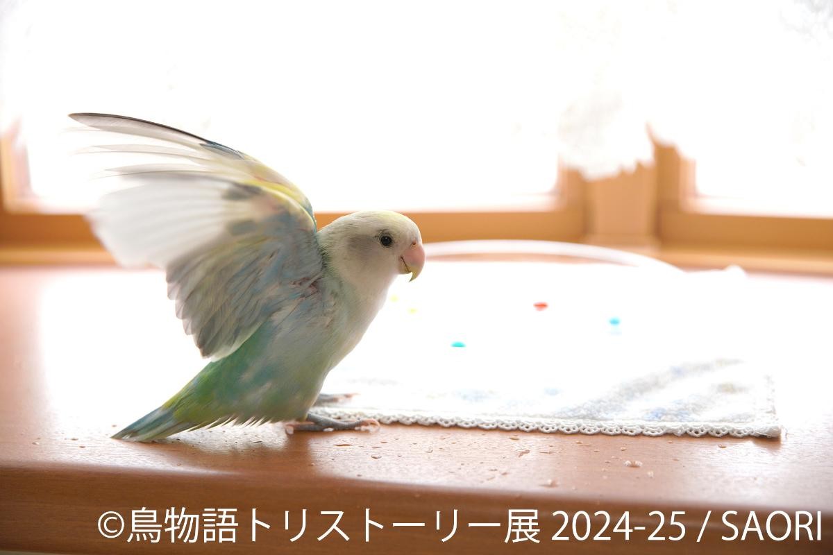 20241211「鳥物語トリストーリー展 2024－25」
