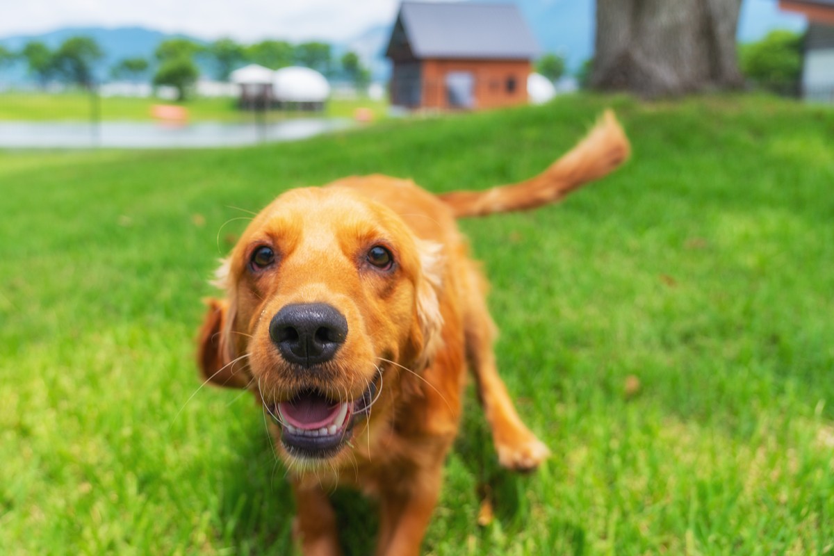 20240229「愛犬と一緒にお出かけできるスポット10選」