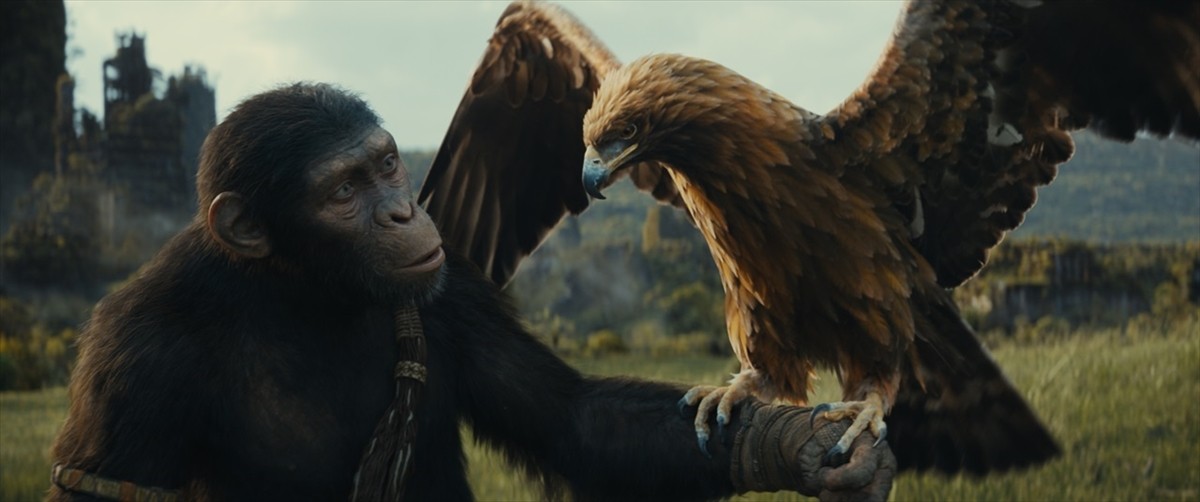 ノア(オーウェン・ティーグ) 映画『猿の惑星/キングダム』場面写真